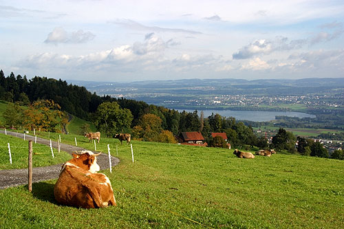 Zürichsee